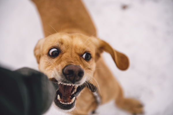 Dog Bite Injuries