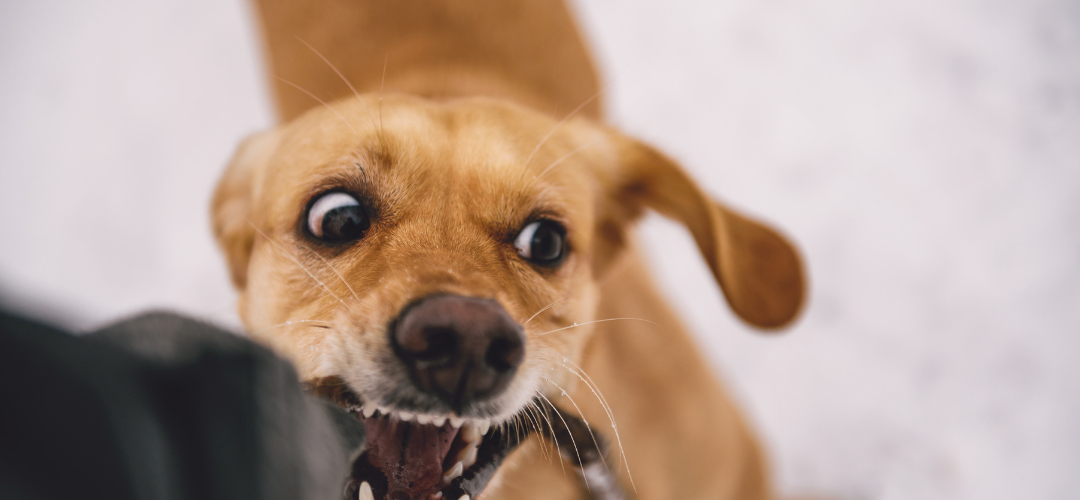 Dog Bites Marietta 5