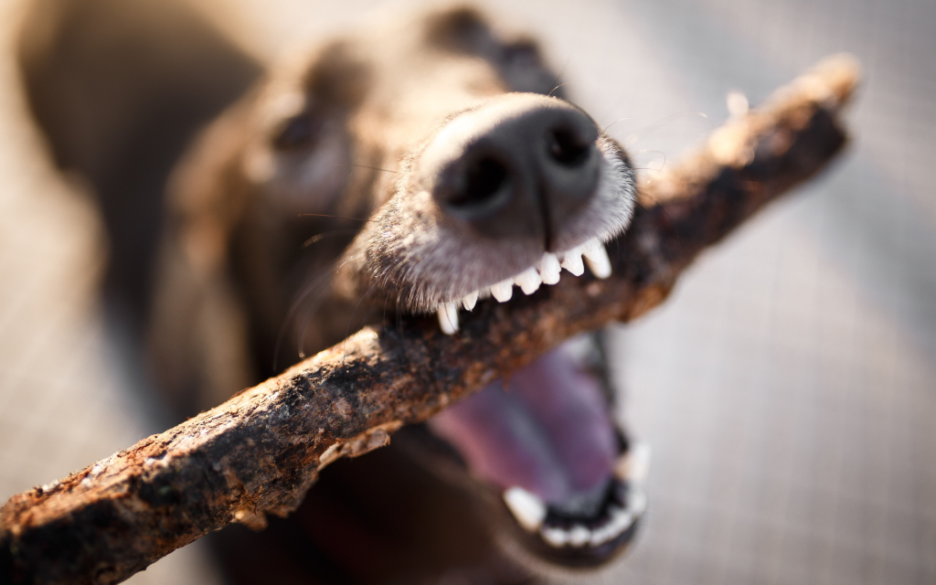 Dog Bite Injury Claims